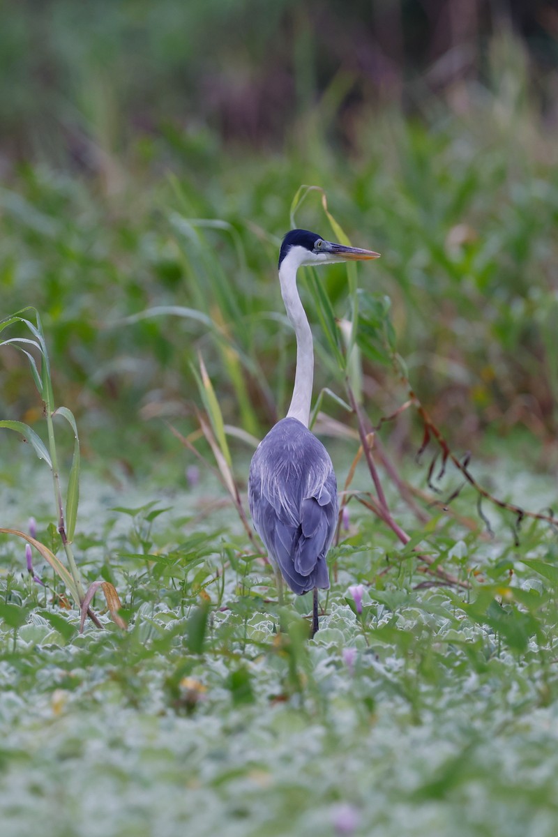 Cocoi Heron - ML627681735