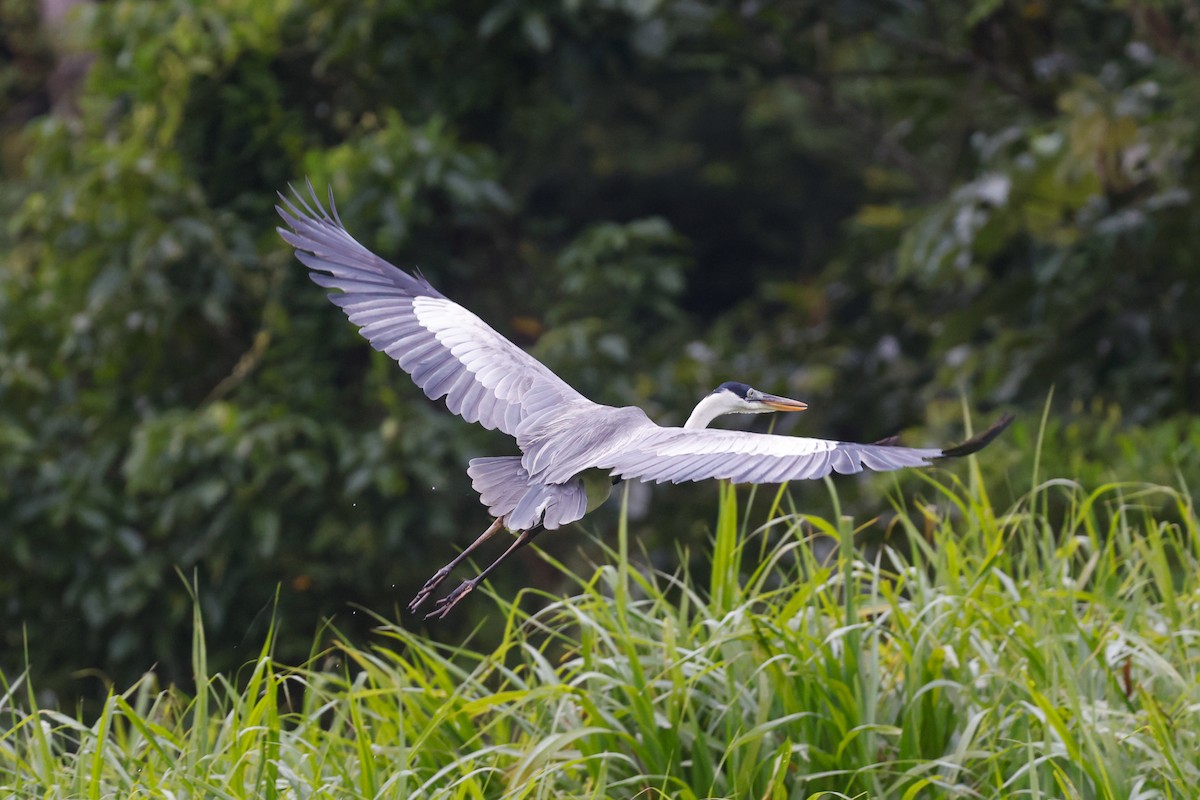 Cocoi Heron - ML627681736