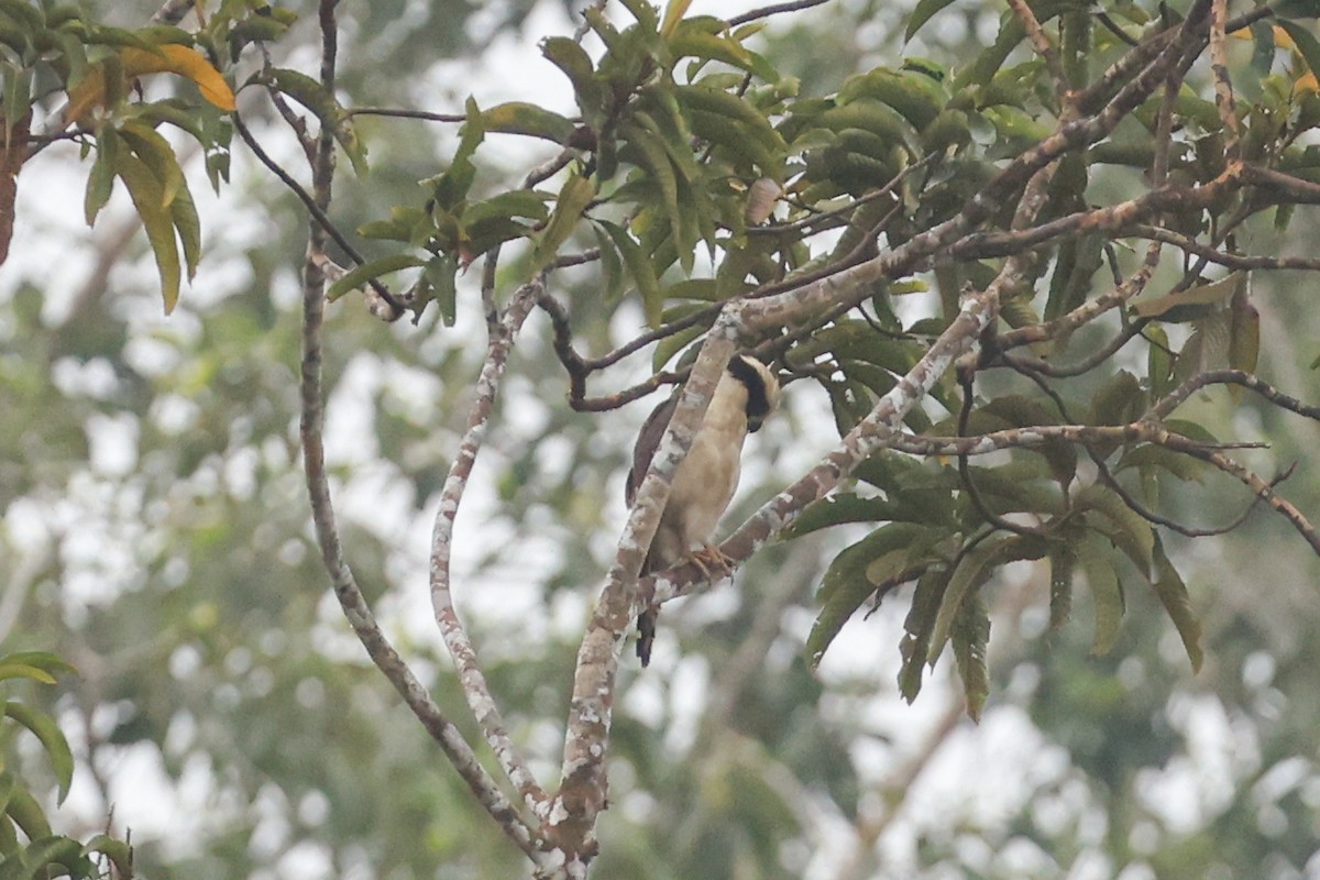 Laughing Falcon - ML627681863