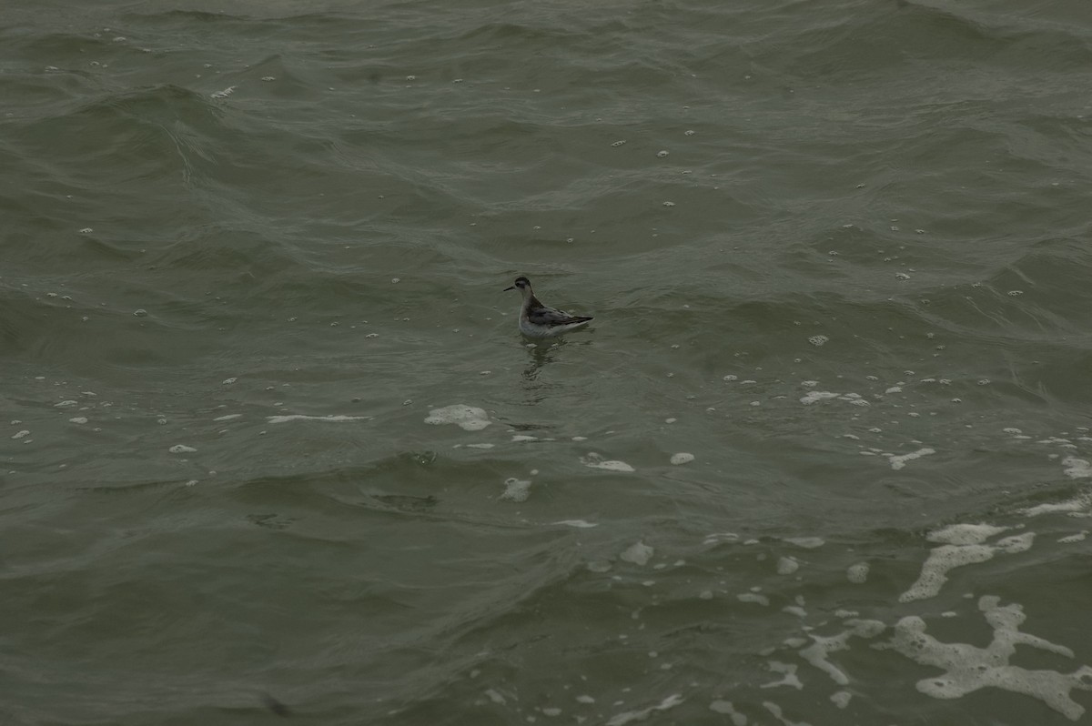 Red Phalarope - ML627681878