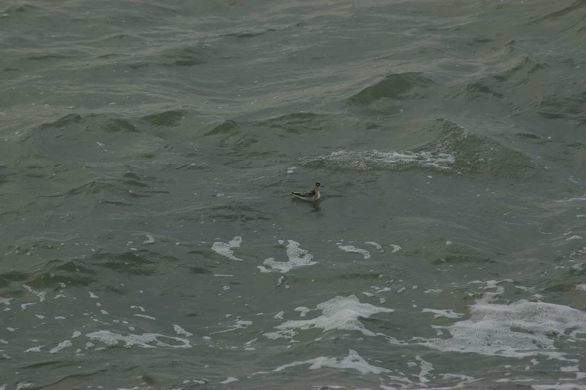 Red Phalarope - ML627681879