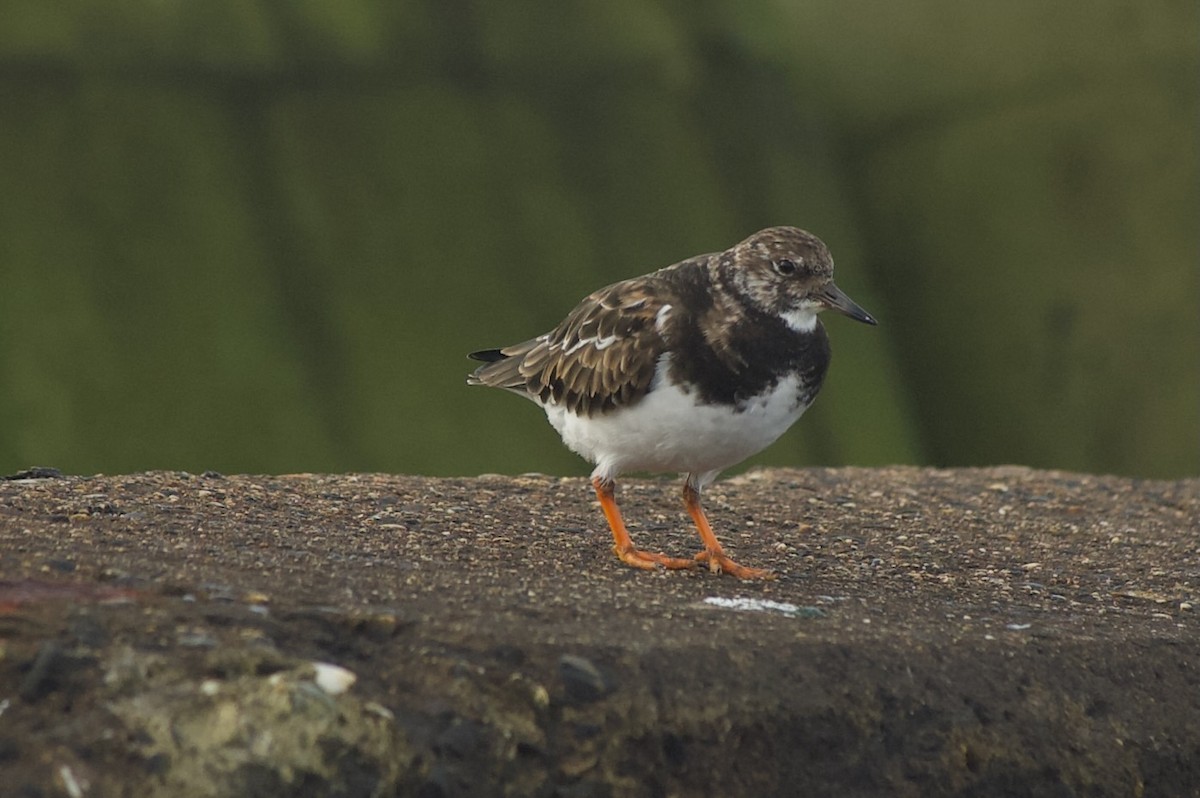 Ruddy Turnstone - ML627681885