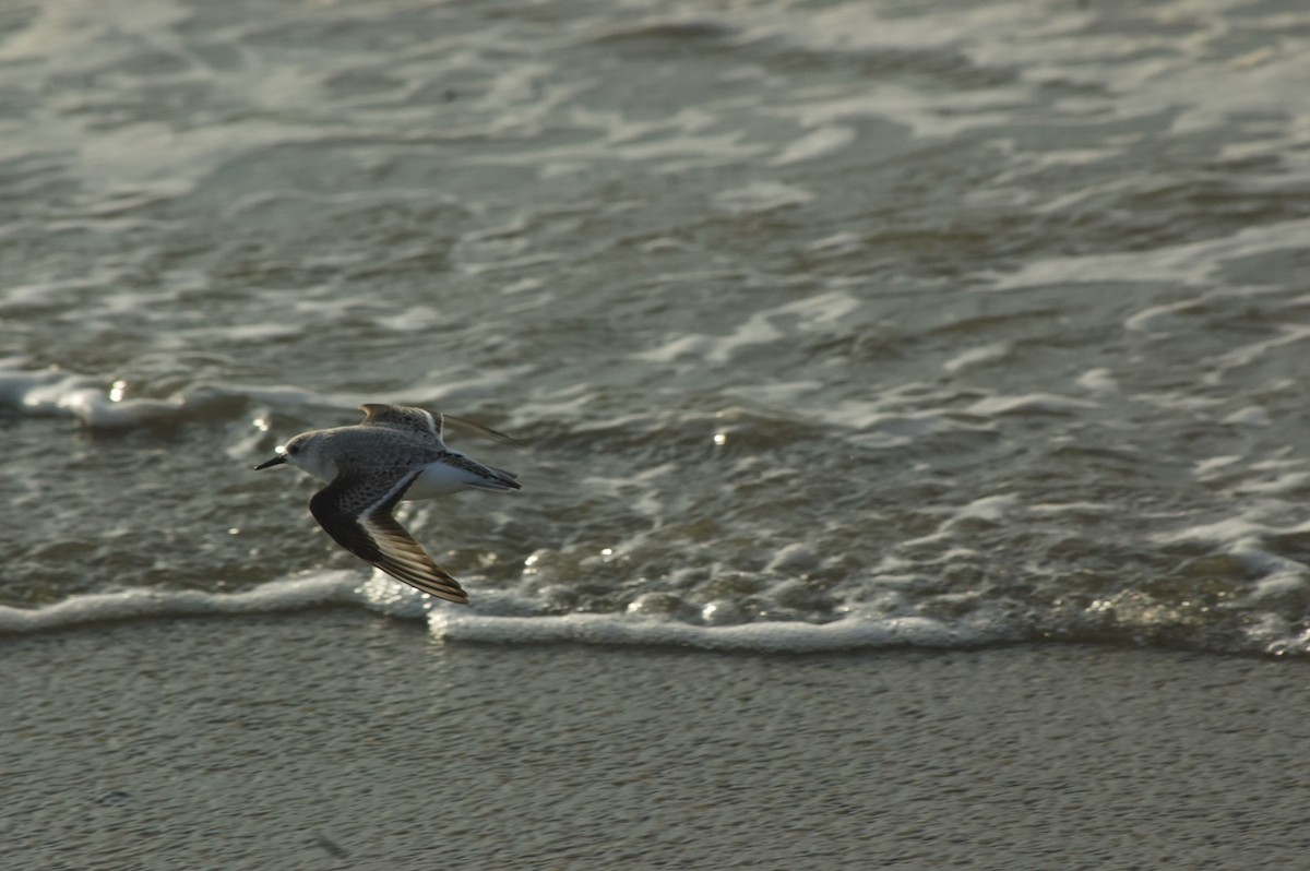 Sanderling - ML627681893