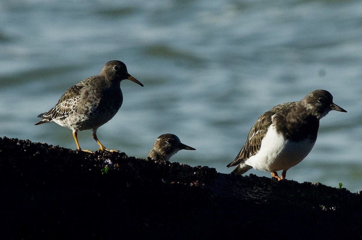 Purple Sandpiper - ML627681894