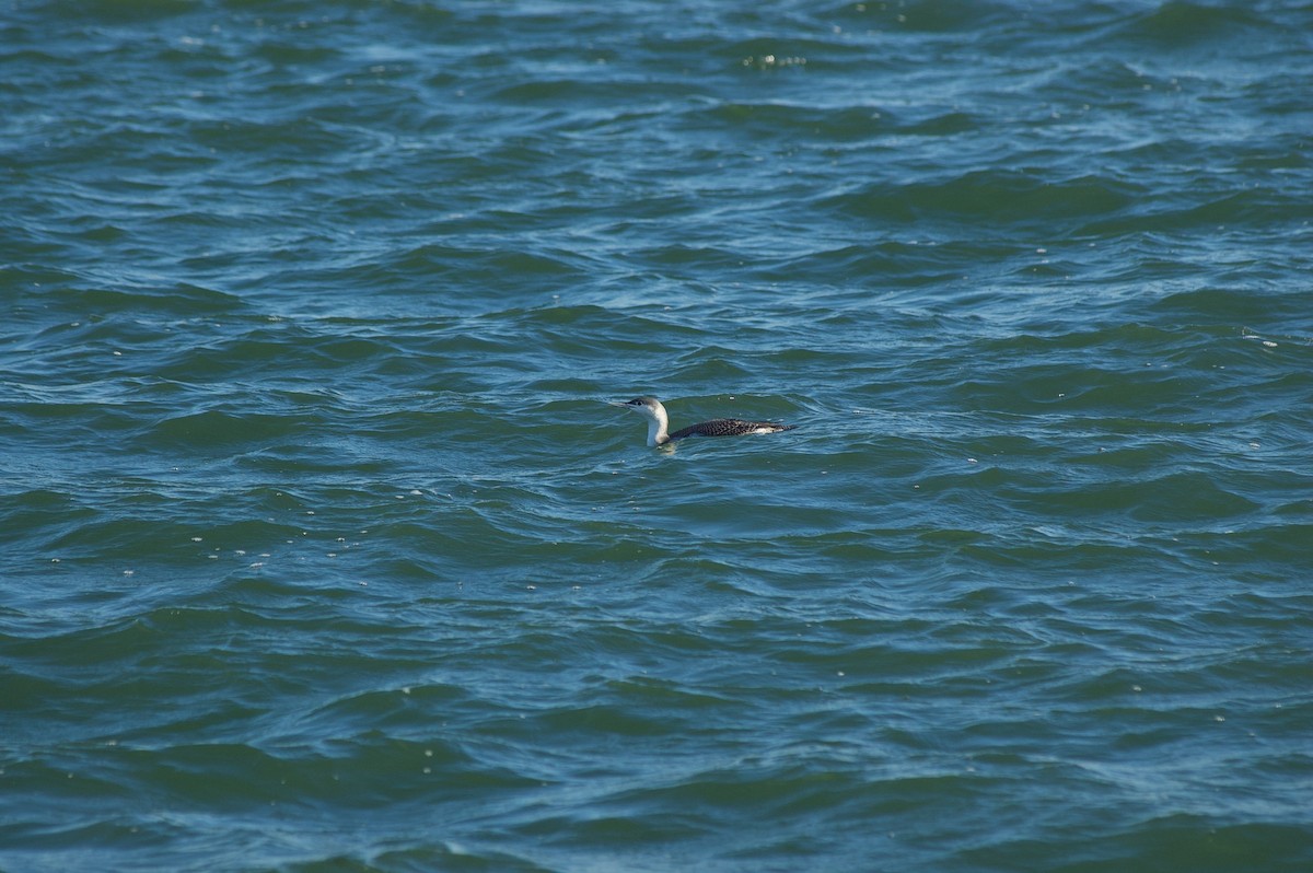 Red-throated Loon - ML627681895