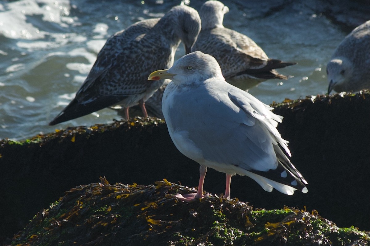 European Herring Gull - ML627681896