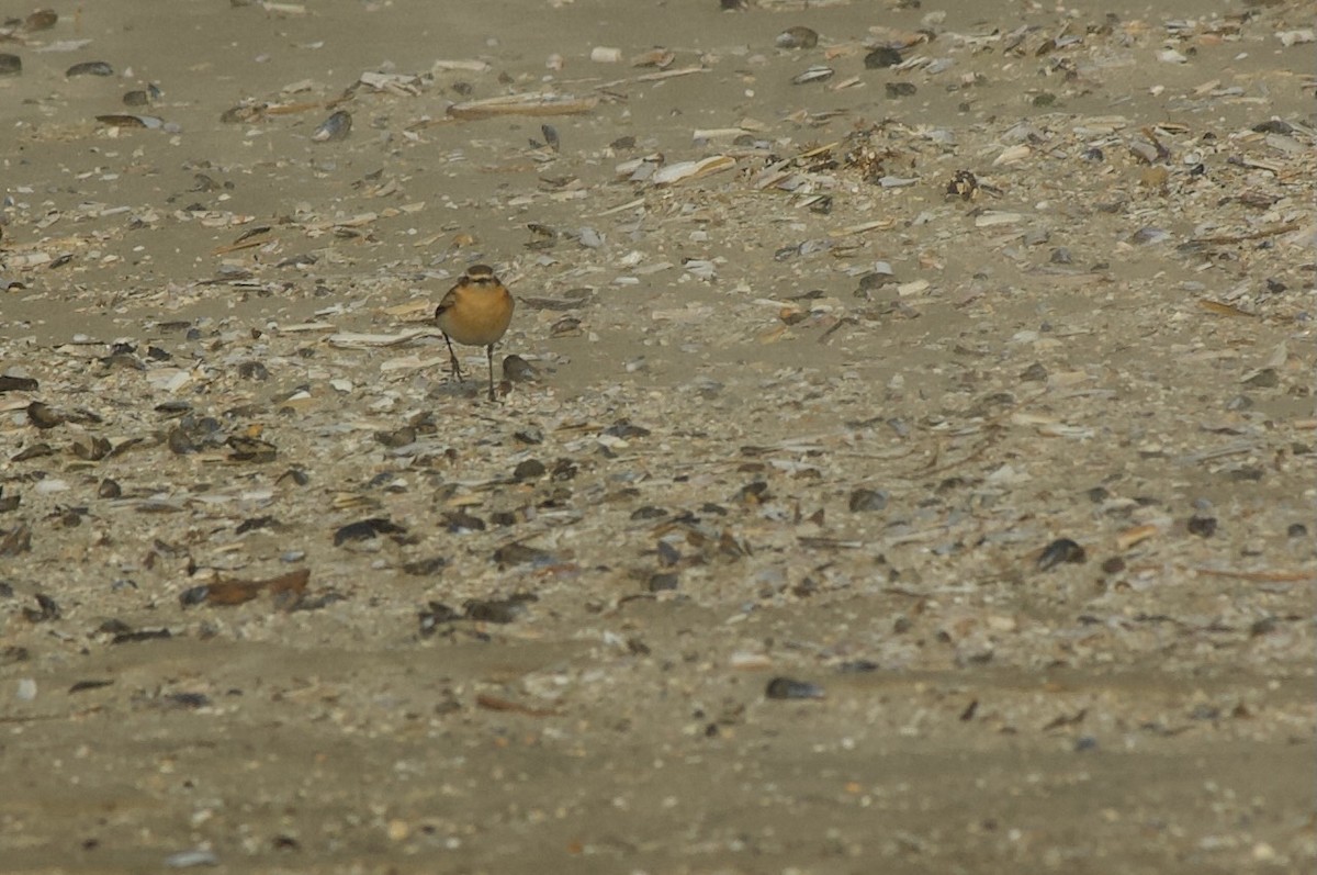 Northern Wheatear - ML627681897