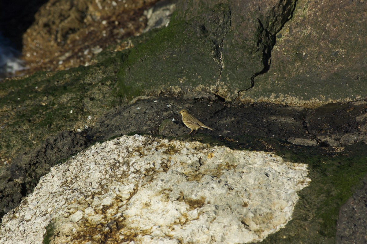 Rock Pipit - ML627681899