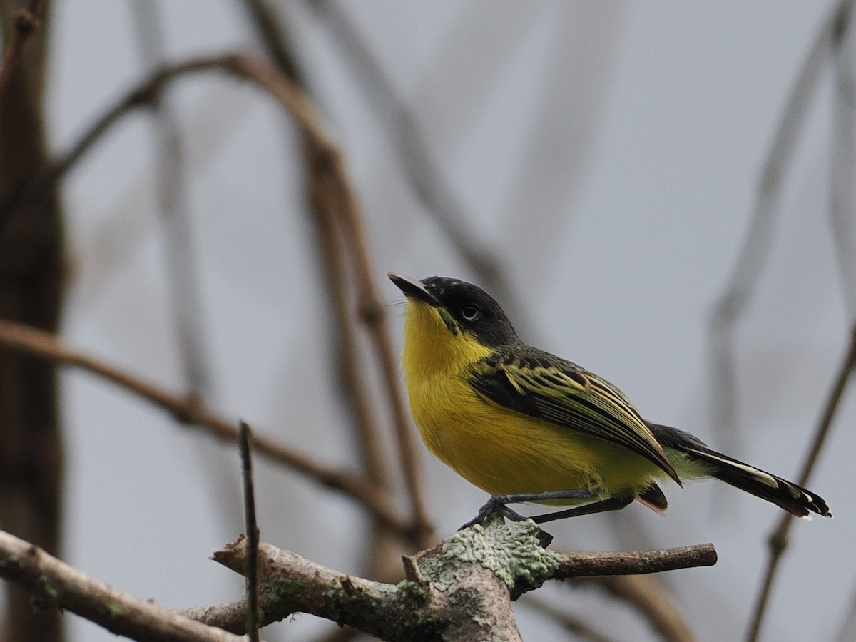 Common Tody-Flycatcher - ML627681926