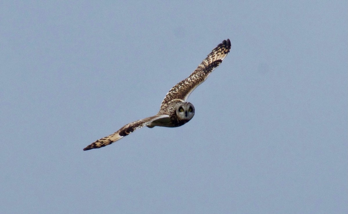 Short-eared Owl - ML627681938