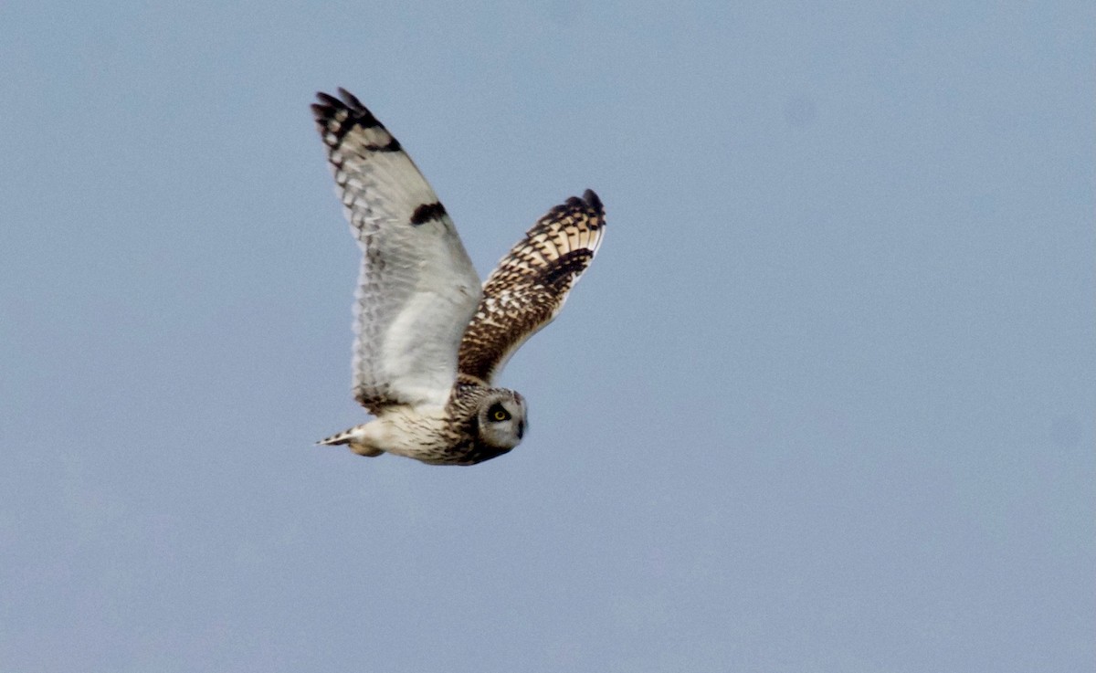 Short-eared Owl - ML627681939