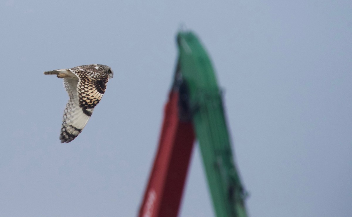 Short-eared Owl - ML627681940