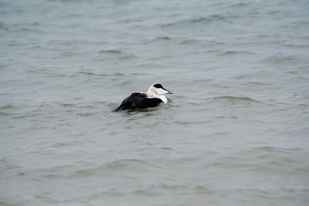 Common Eider - ML627681962