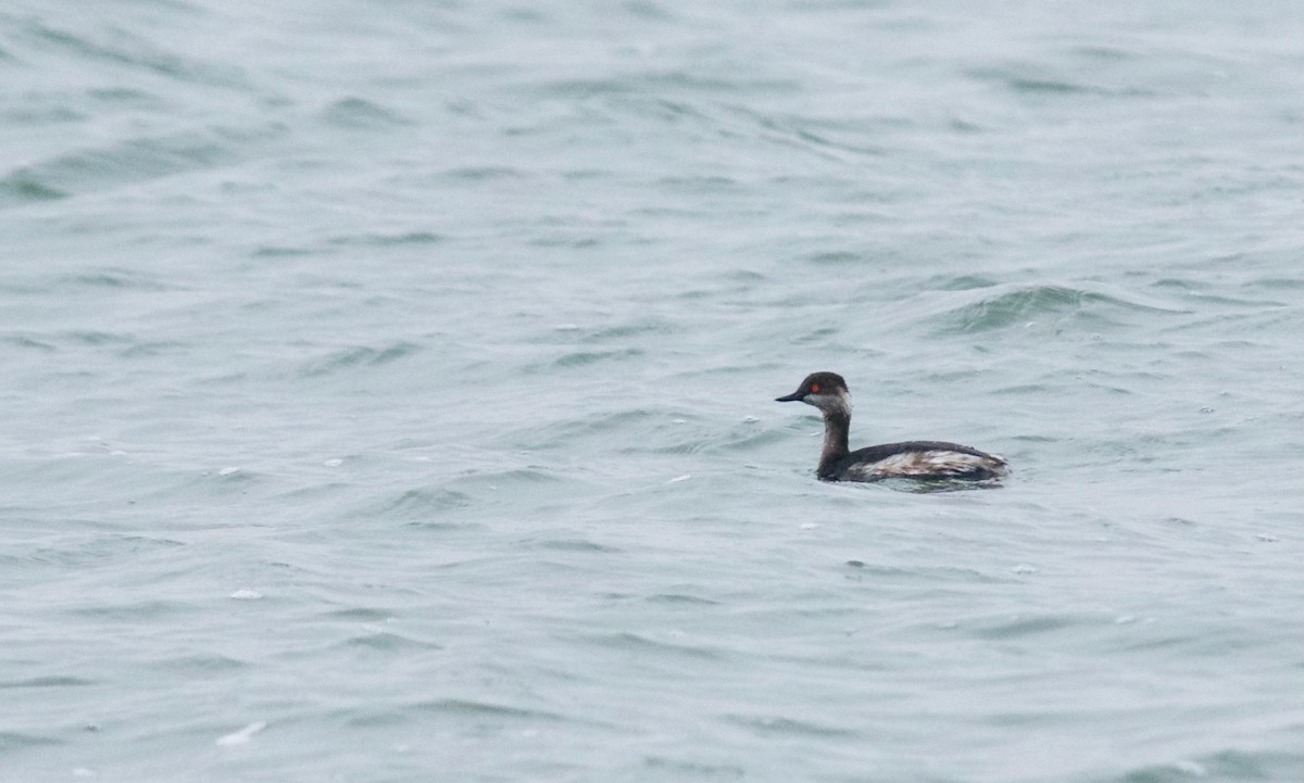 Eared Grebe - ML627681964