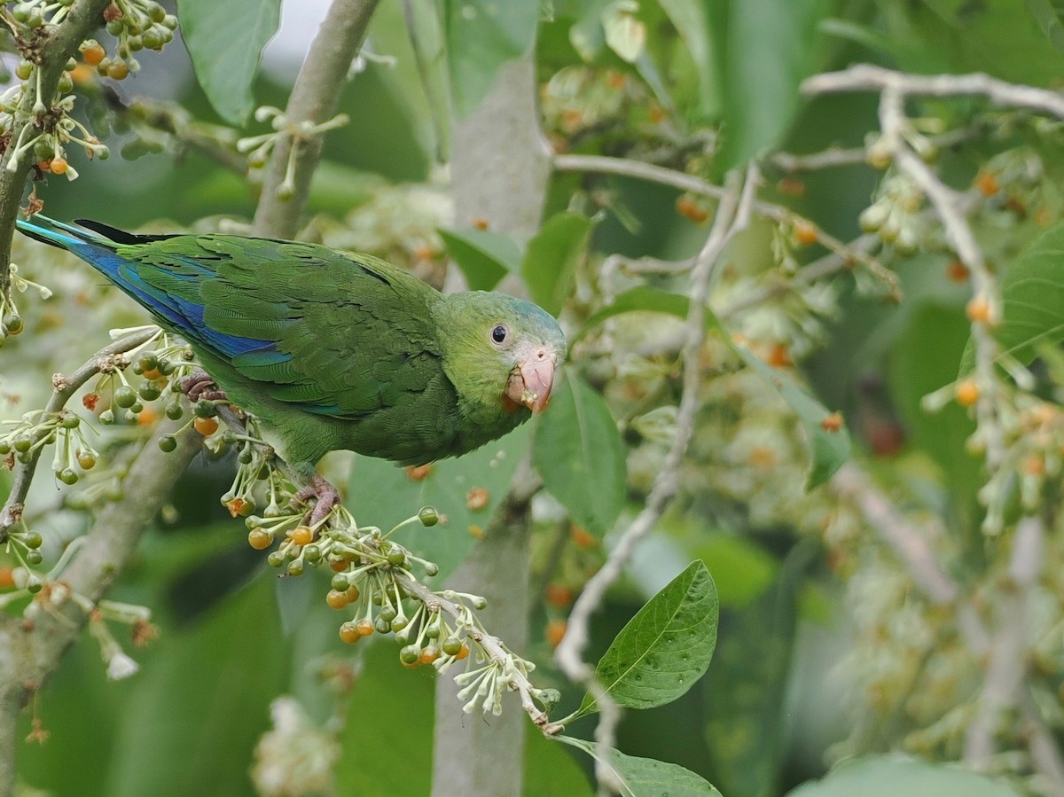 Cobalt-winged Parakeet - ML627681982