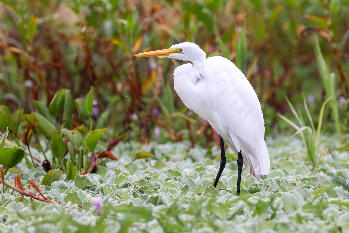 Great Egret - ML627682034