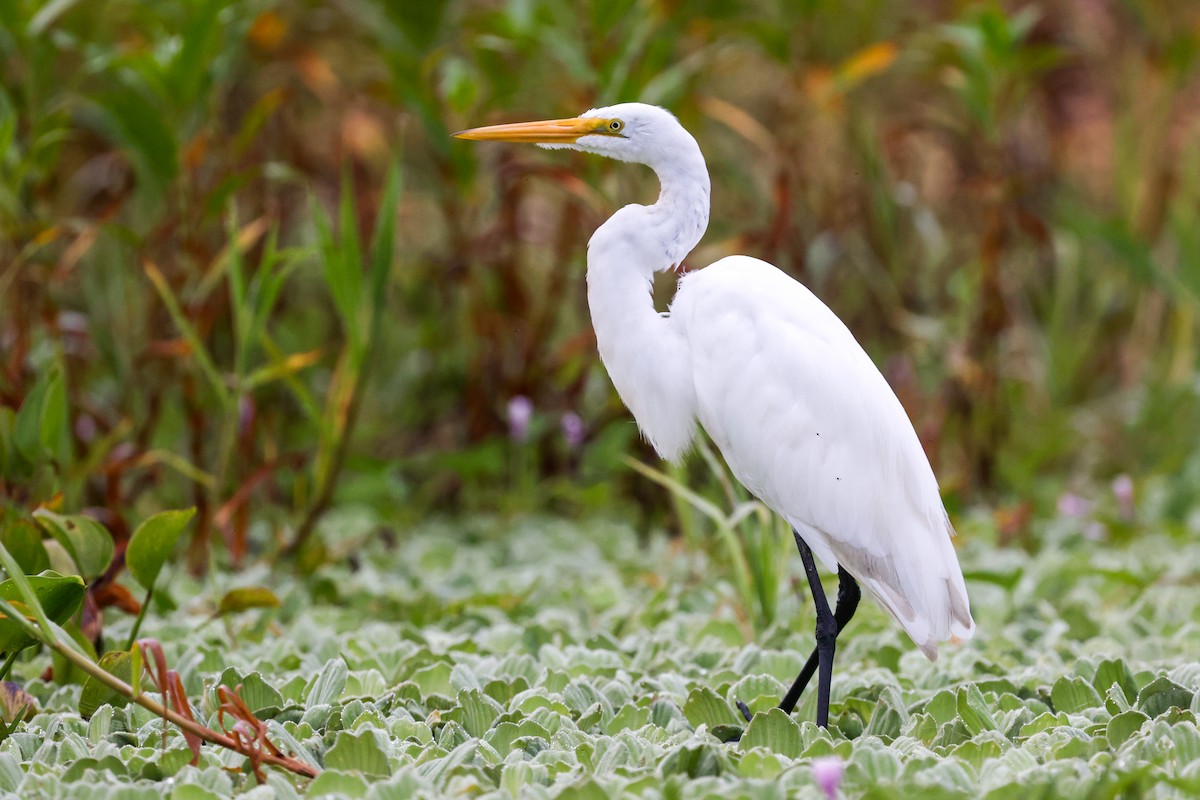 Great Egret - ML627682037