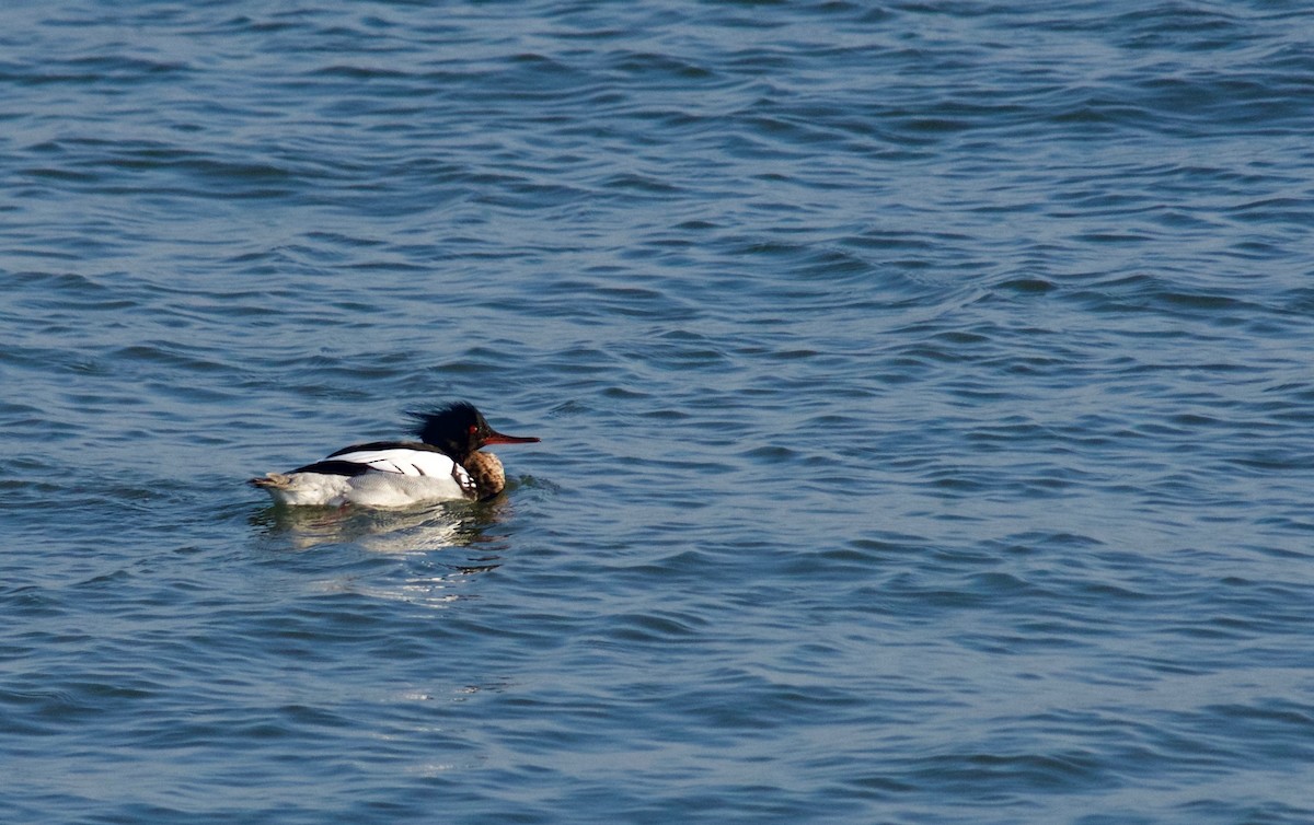 Red-breasted Merganser - ML627682119