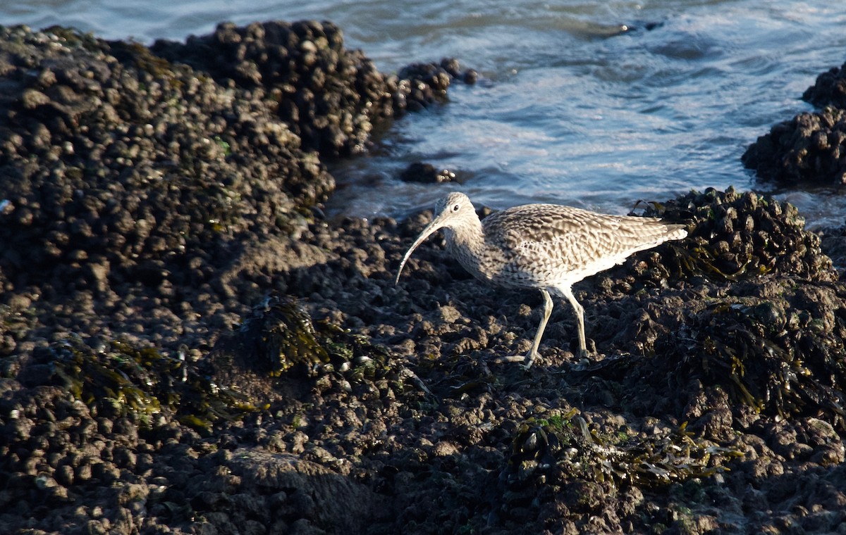 Морин тутгалжин - ML627682121