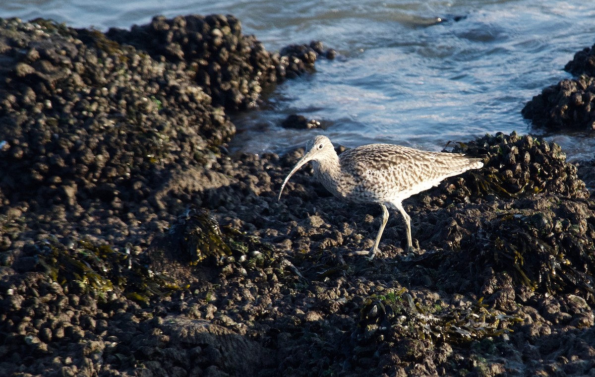 Eurasian Curlew - ML627682121