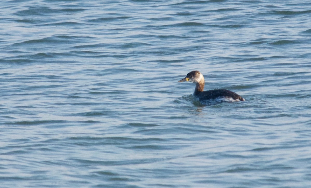 Red-necked Grebe - ML627682123