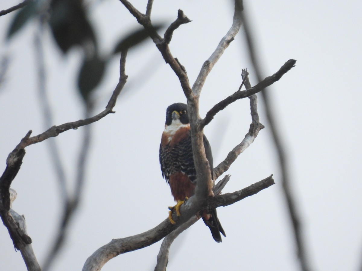 Orange-breasted Falcon - ML627682128