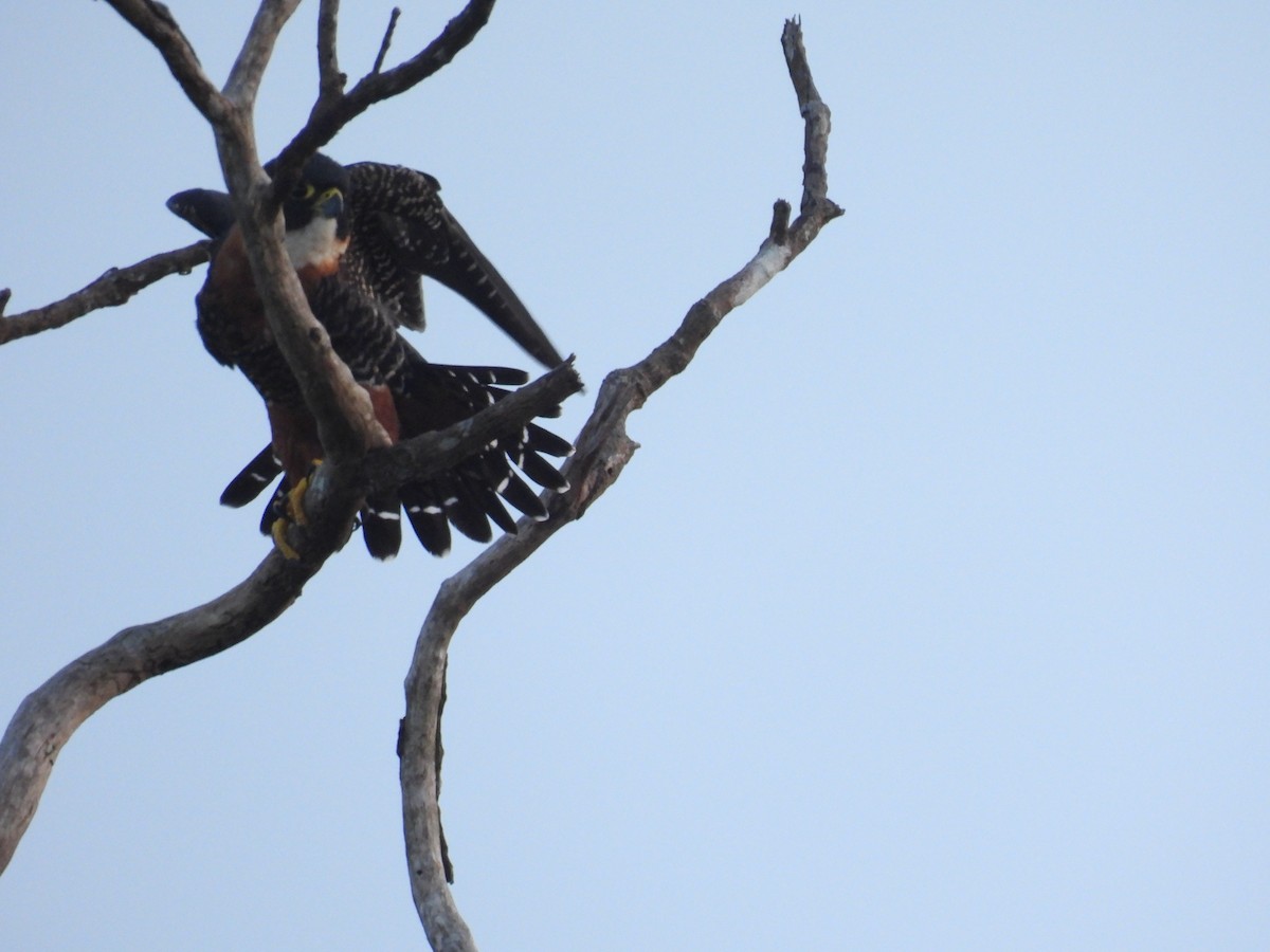 Orange-breasted Falcon - ML627682129