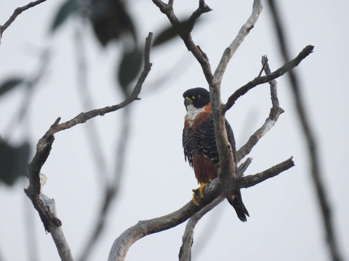 Orange-breasted Falcon - ML627682130