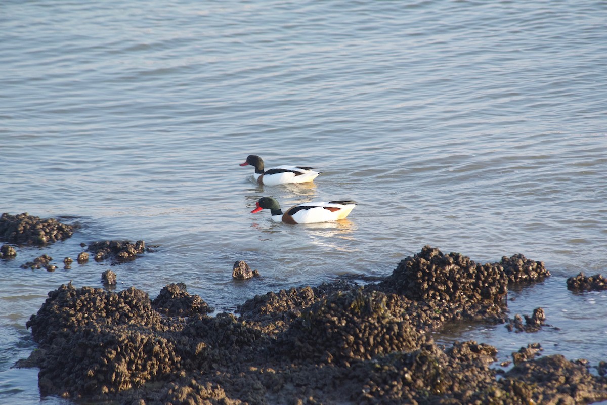 Common Shelduck - ML627682140