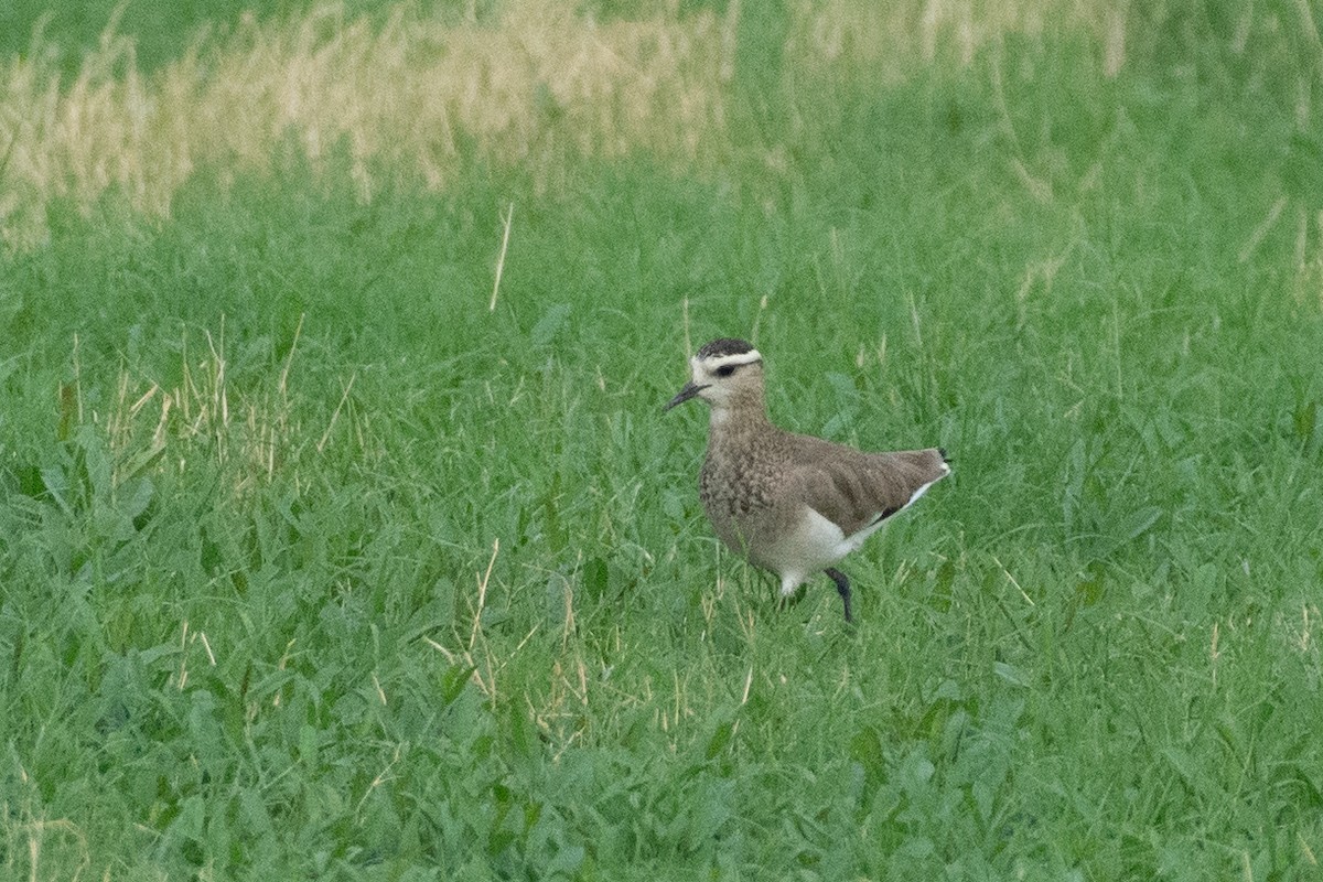 Sociable Lapwing - ML627682244