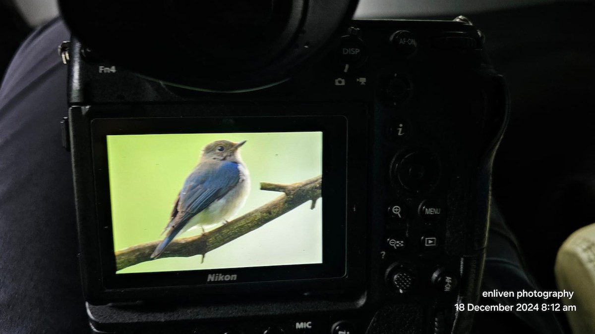 Blue-and-white Flycatcher - ML627682437