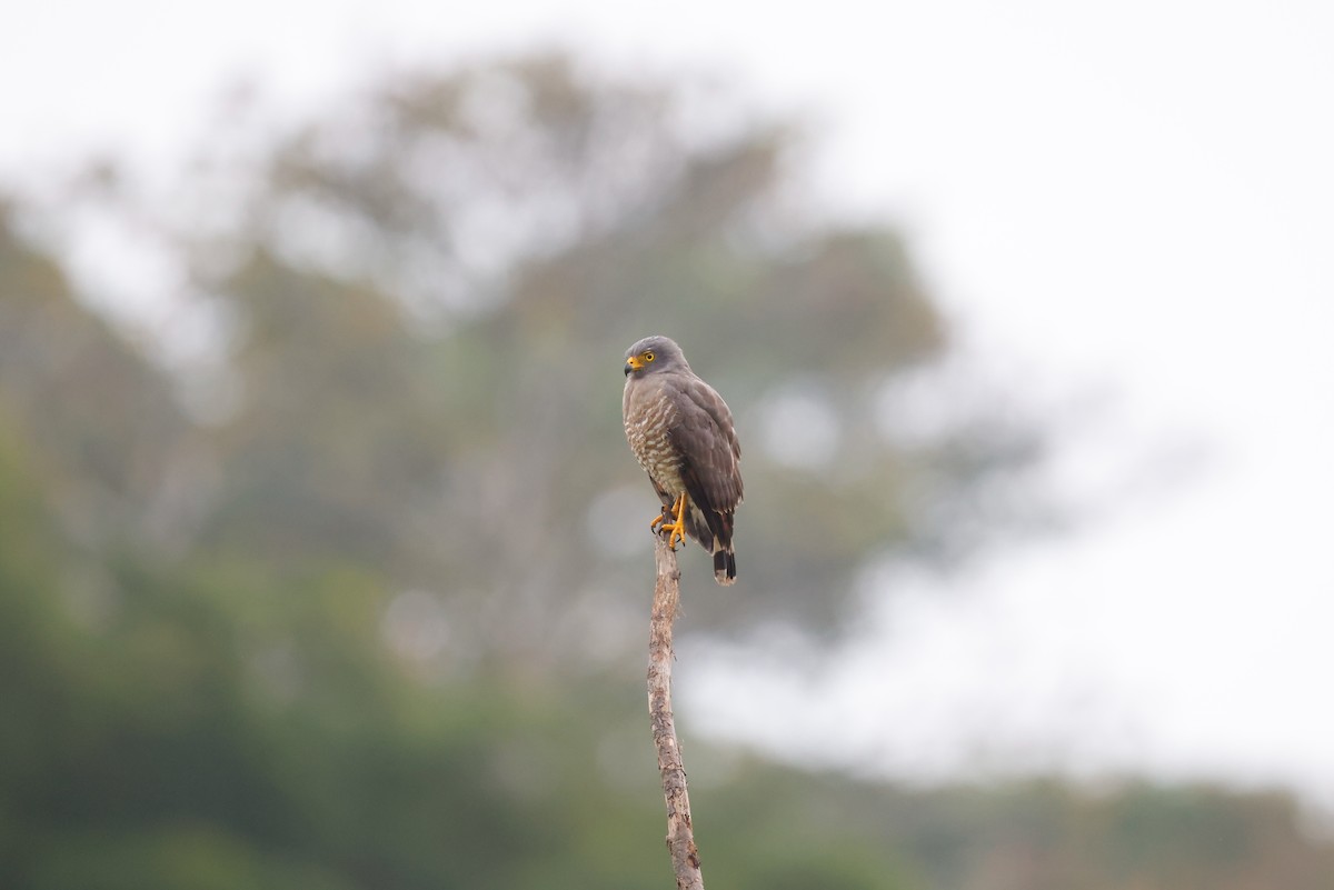 Roadside Hawk - ML627682454