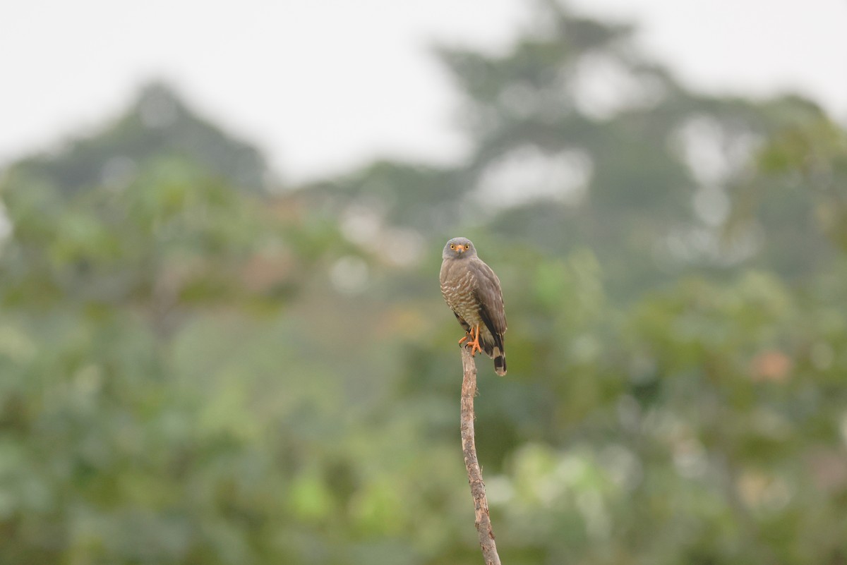 Roadside Hawk - ML627682455