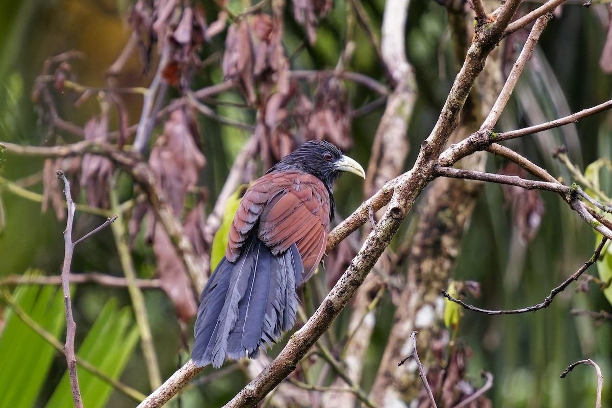 Green-billed Coucal - ML627682486