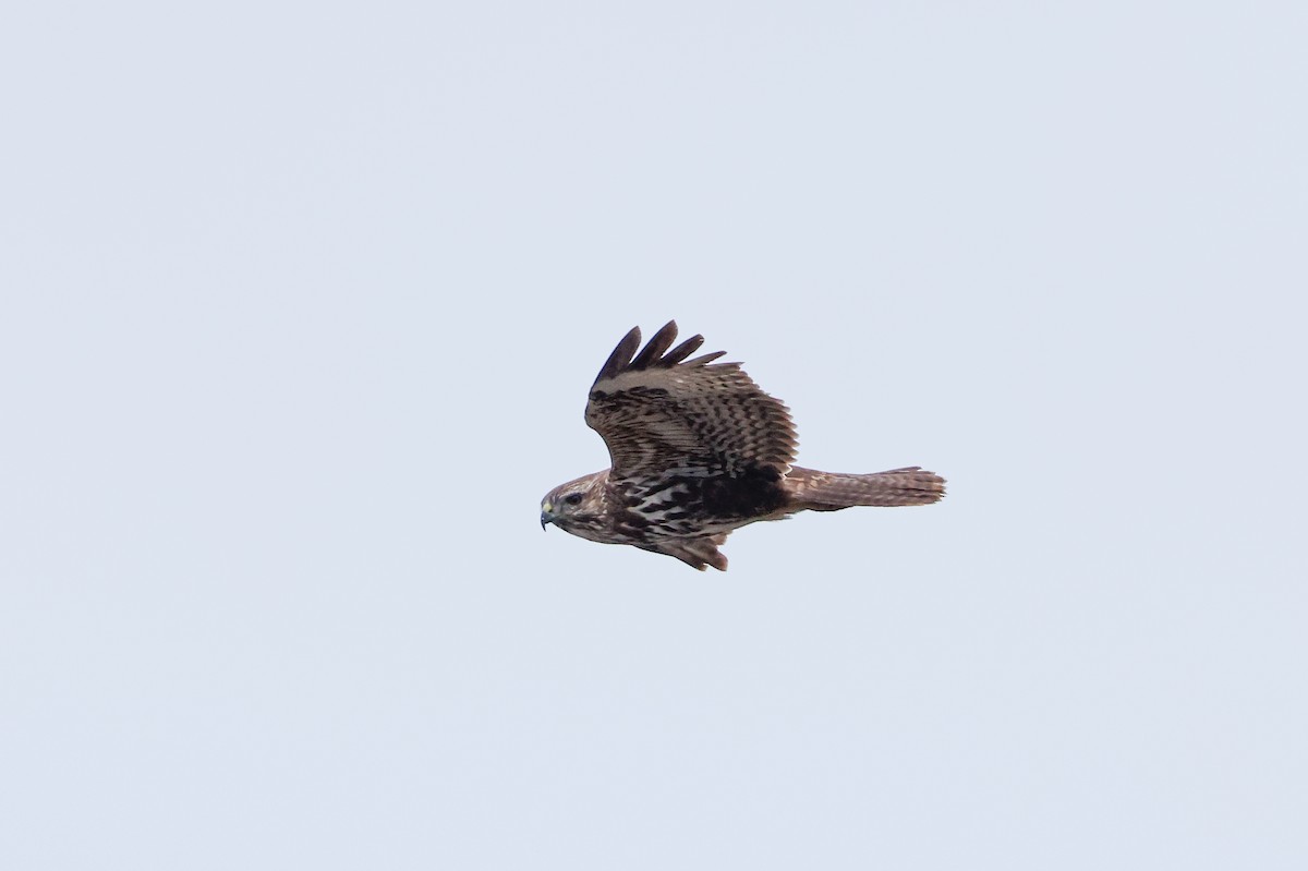 Buse variable (insularum) - ML627682520