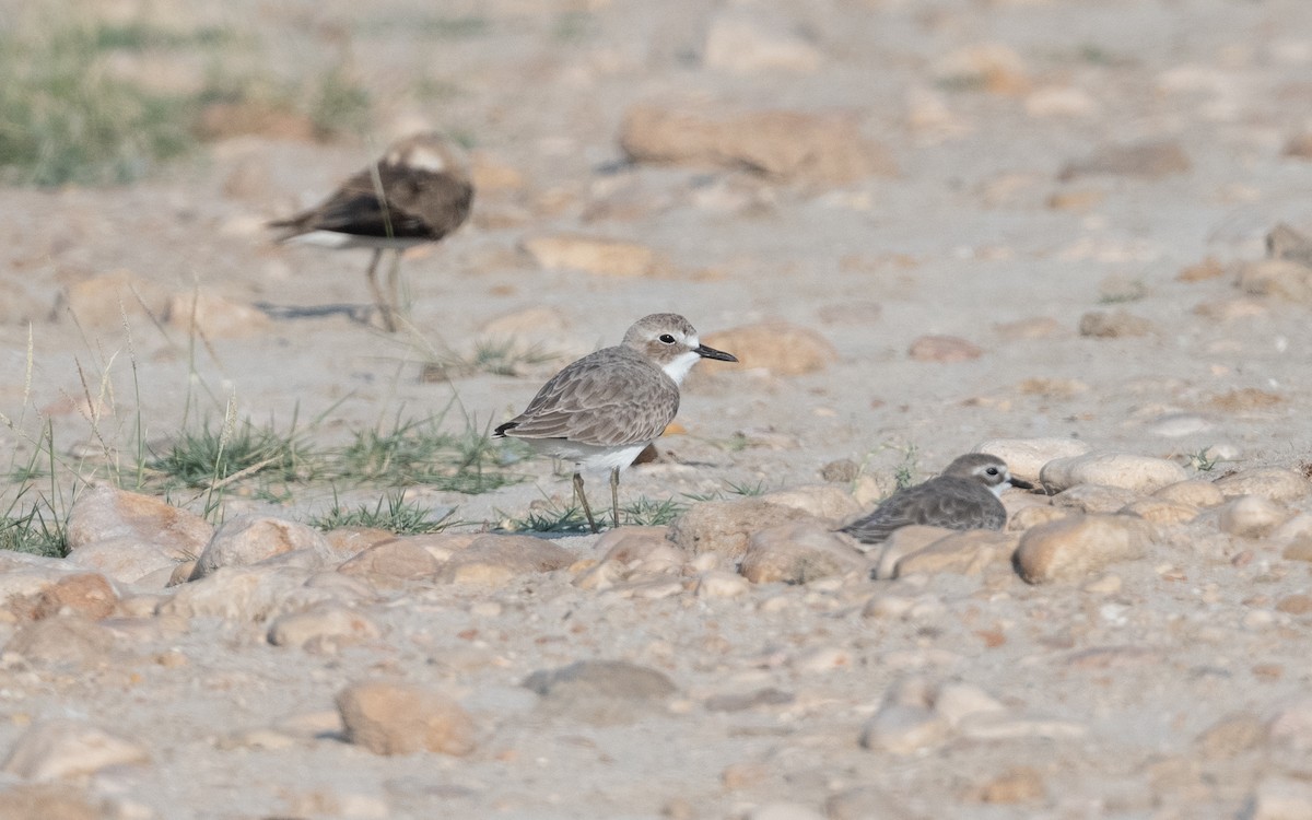 Greater Sand-Plover - ML627682552