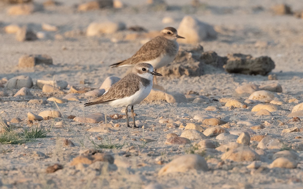 Greater Sand-Plover - ML627682553