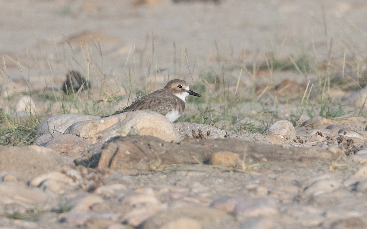 Greater Sand-Plover - ML627682554