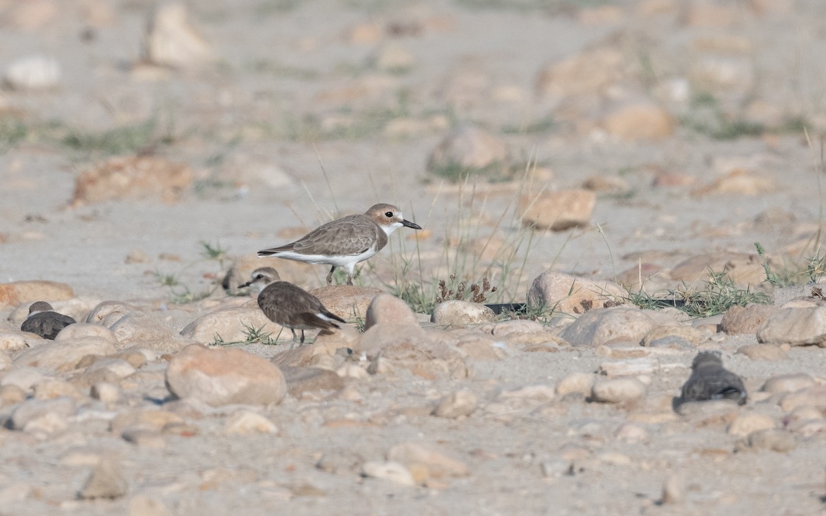 Greater Sand-Plover - ML627682555