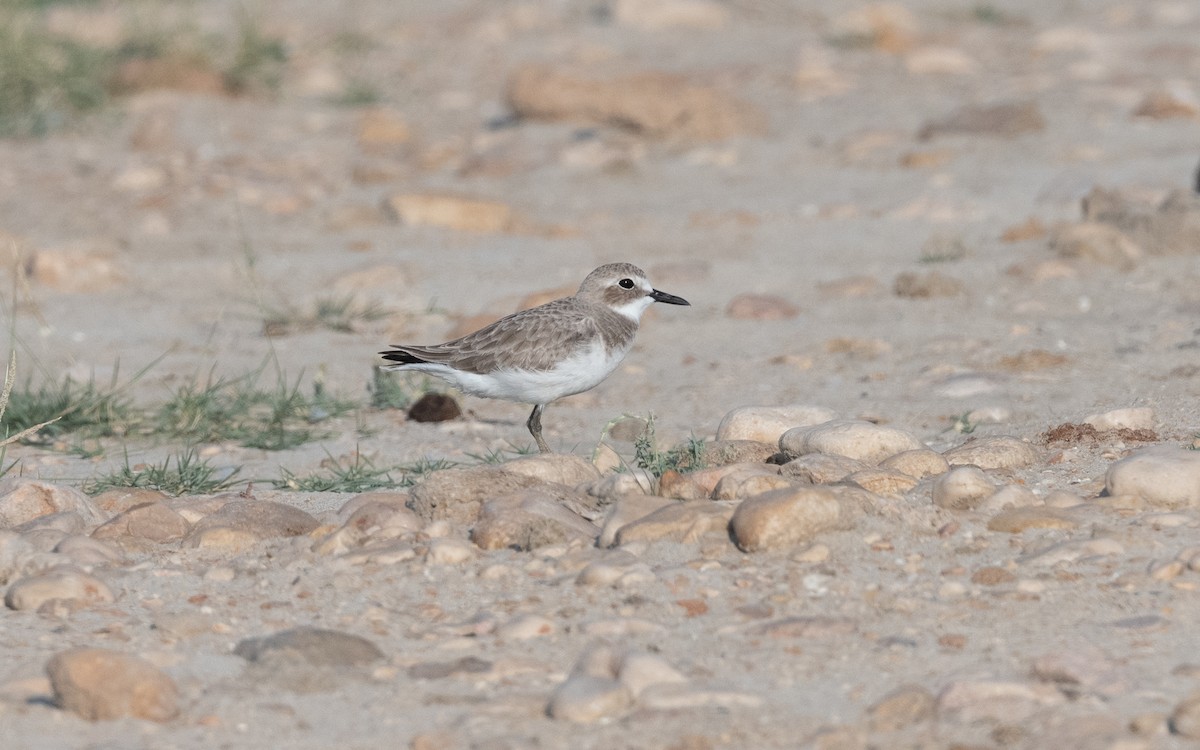 Greater Sand-Plover - ML627682556