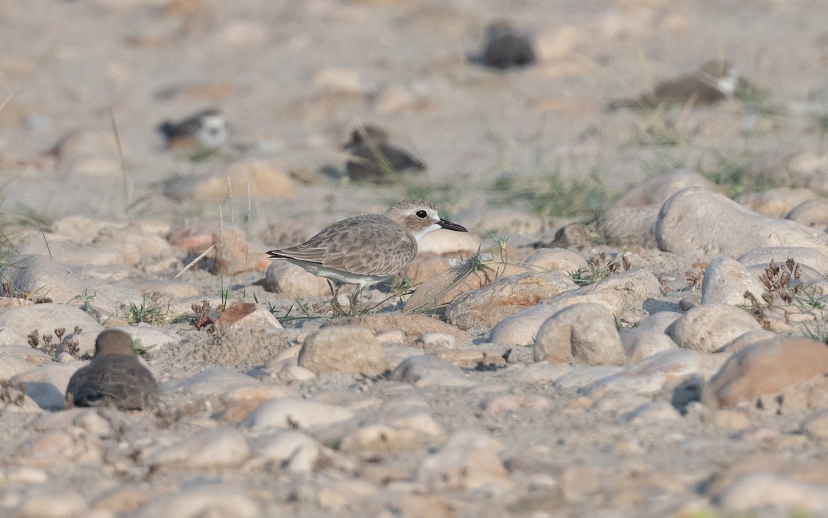 Greater Sand-Plover - ML627682557