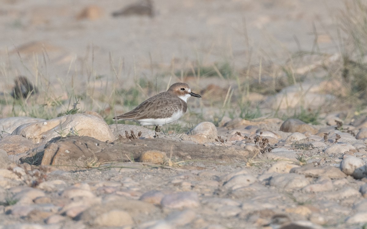 Greater Sand-Plover - ML627682558