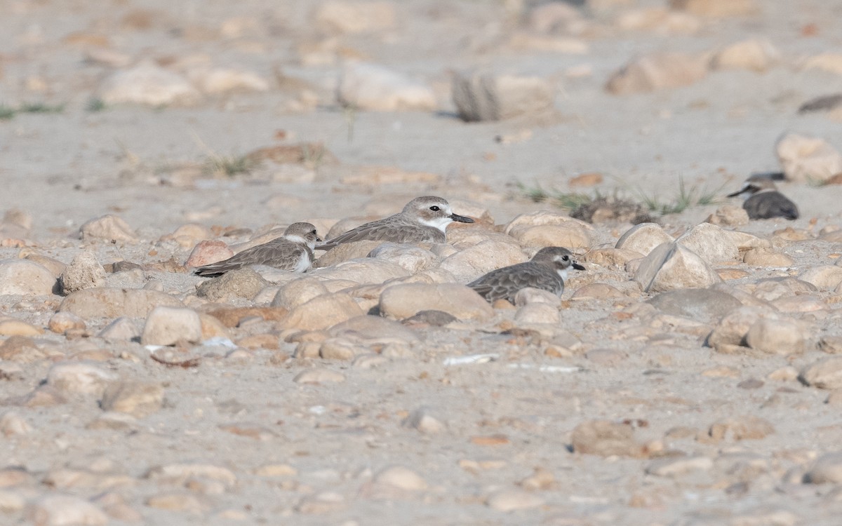Greater Sand-Plover - ML627682559
