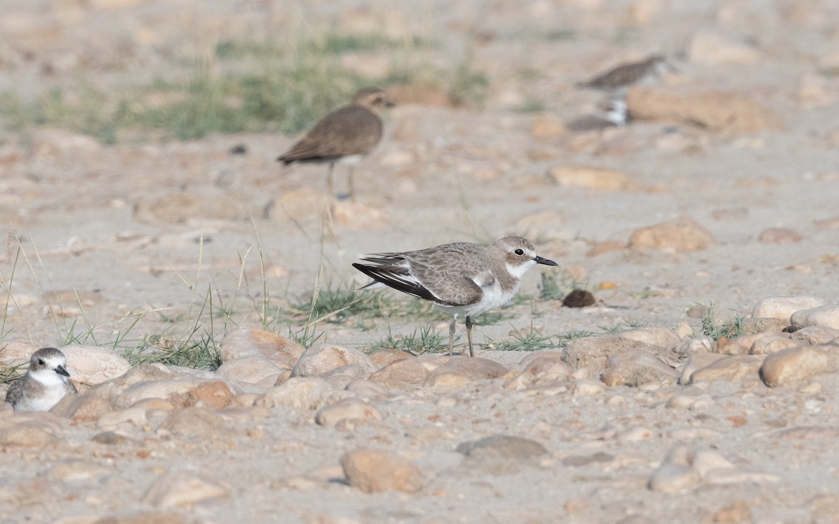 Greater Sand-Plover - ML627682560