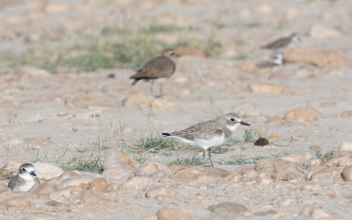 Greater Sand-Plover - ML627682561