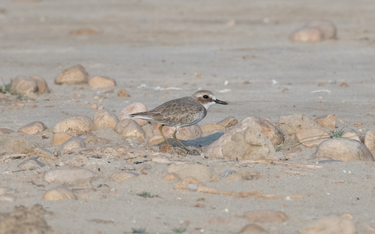 Greater Sand-Plover - ML627682562