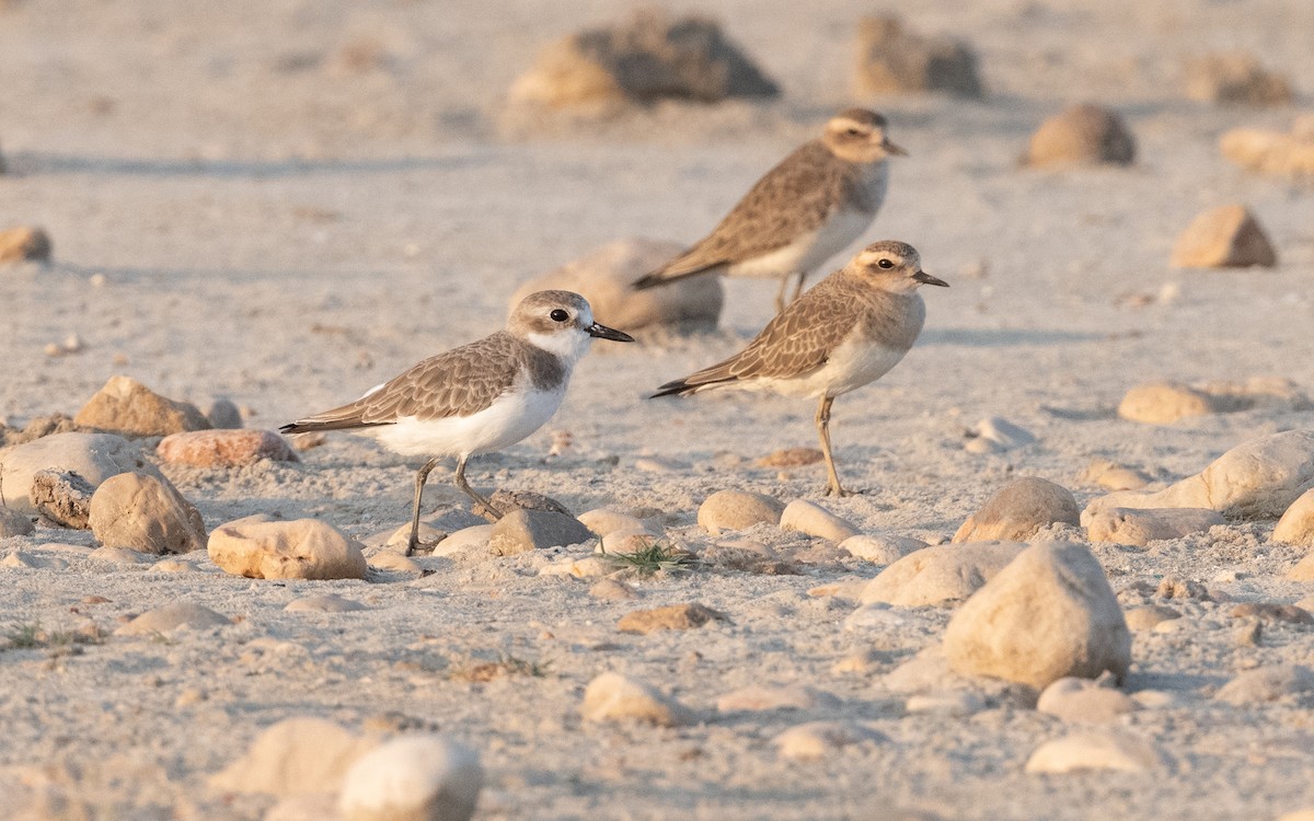 Greater Sand-Plover - ML627682563
