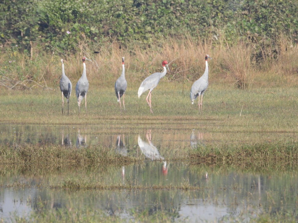 Sarus Crane - ML627682656