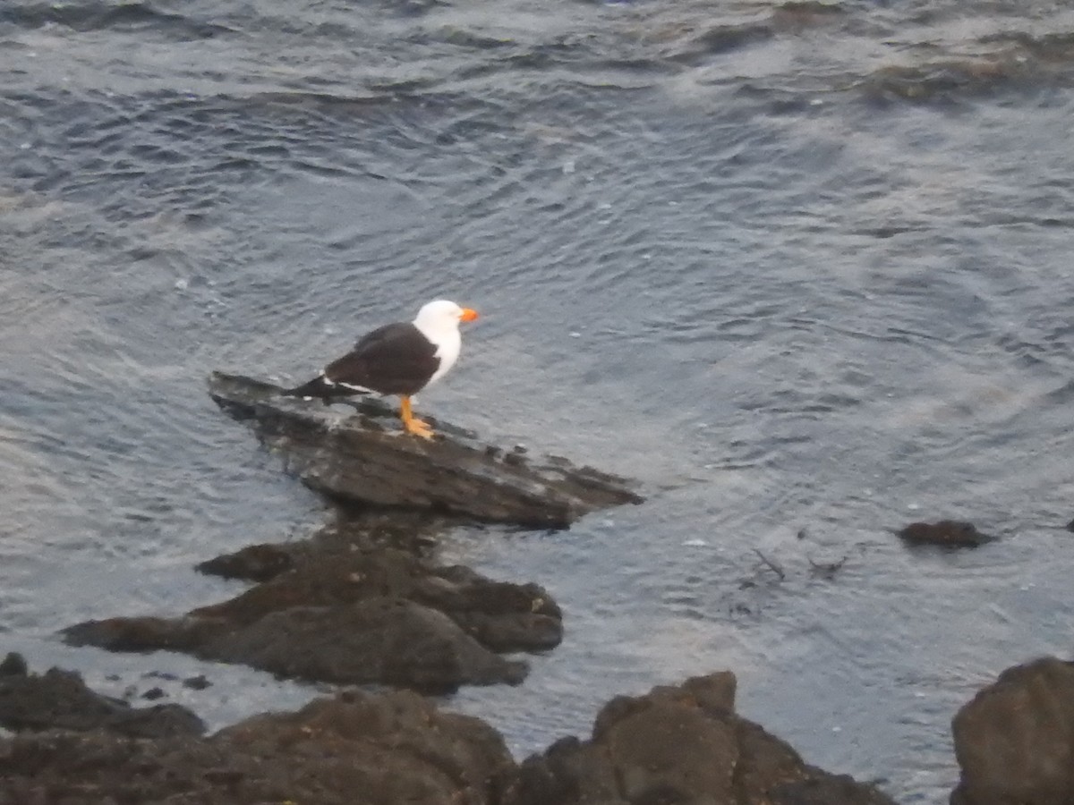 Pacific Gull - ML627682688