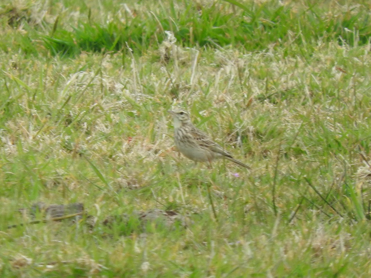 Australian Pipit - ML627682750